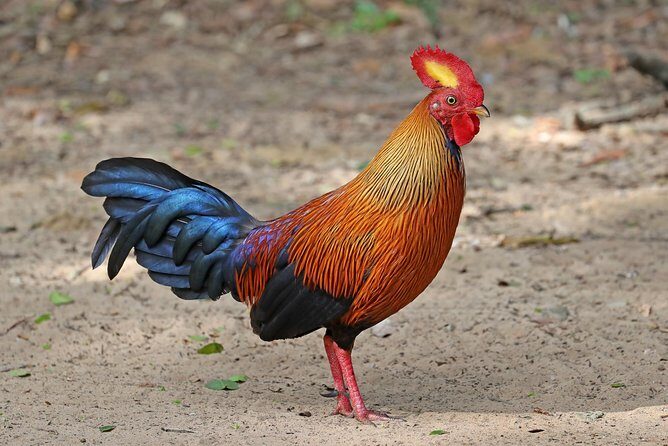 All Inclusive Wilpattu National Park Day Tour From Anuradhapura - Seamless Transportation and Timings