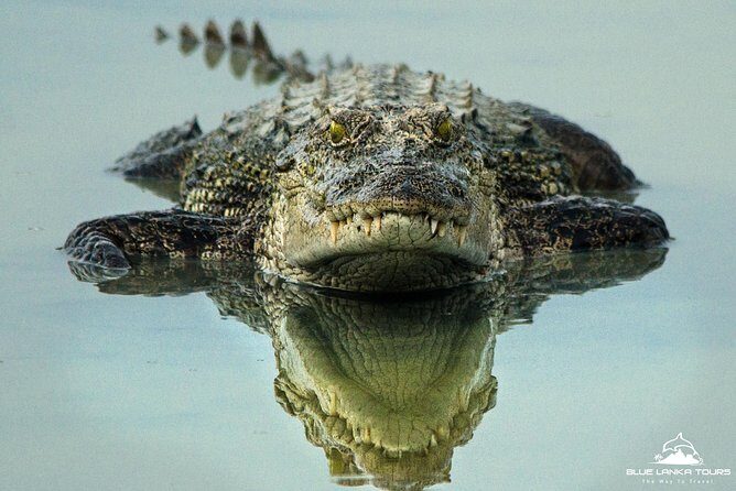 All Inclusive Wilpattu National Park Day Tour From Anuradhapura - Sightings and Wildlife Highlights