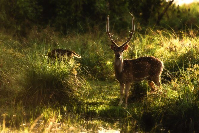 All Inclusive Wilpattu National Park Day Tour From Anuradhapura - Who Should Consider This Tour?