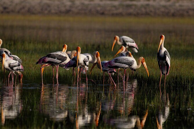 All Inclusive Yala National Park Full Day Game Drive - Analyzing the Experience in Detail