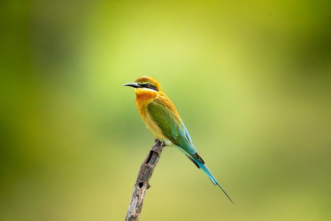 All Inclusive Yala National Park Full Day Game Drive - FAQ