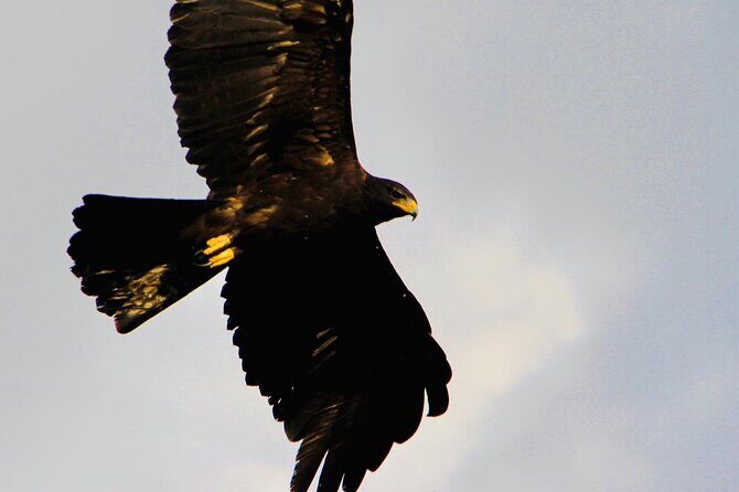 All Inclusive Yala National Park Full Day Safari - Who Is This Tour Best For?