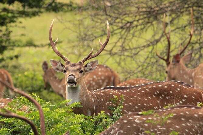 All Inclusive Yala National Park Full Day Safari - FAQ