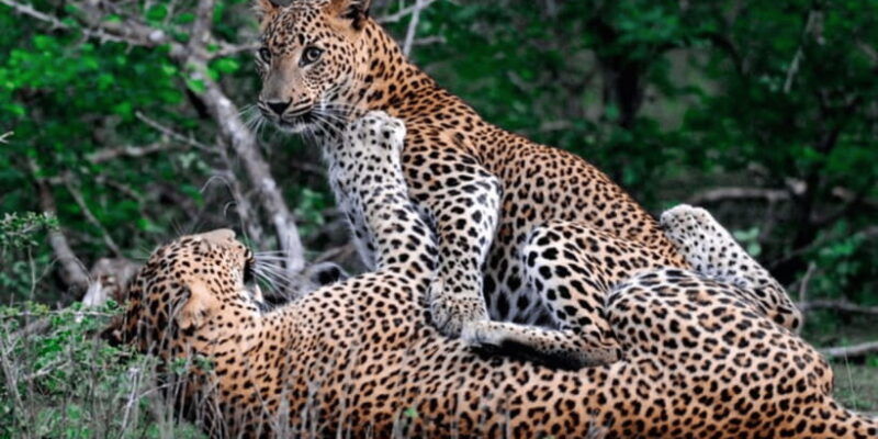 all-inclusive-yala-safari-adventure-and-beachside-bbq