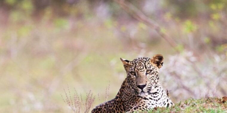 all-inclusive-yala-safari-adventure-and-beachside-bbq