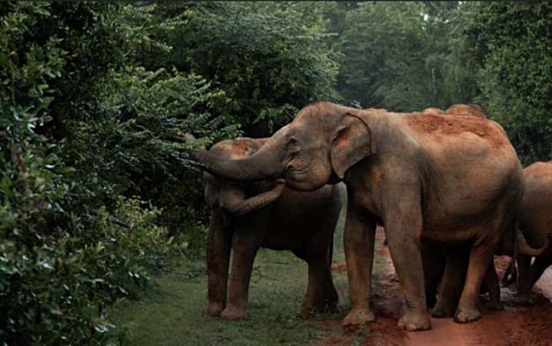 All-inclusive Yala Safari Tour and Kirinda Beach - FAQ