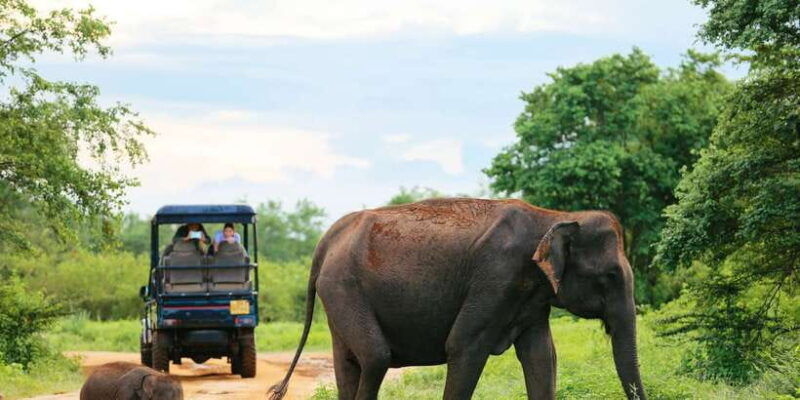 all-inclussive-udawalawa-national-park-safari-from-colombo