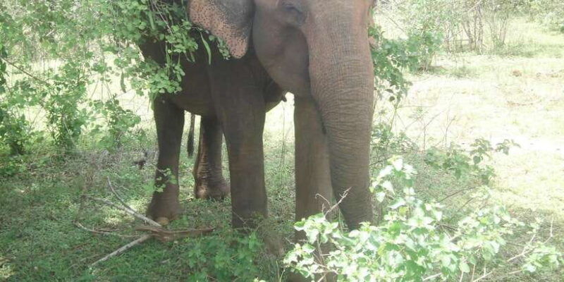 all-inclussive-udawalawa-national-park-safari-from-colombo