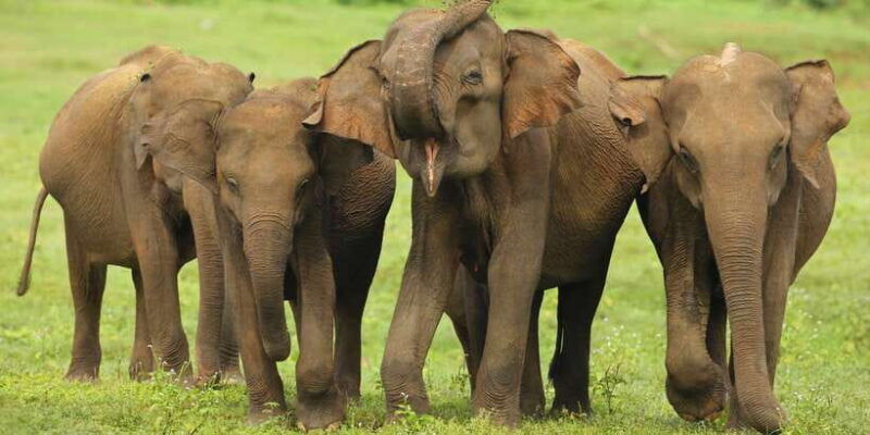 all-inclussive-udawalawa-national-park-safari-from-colombo