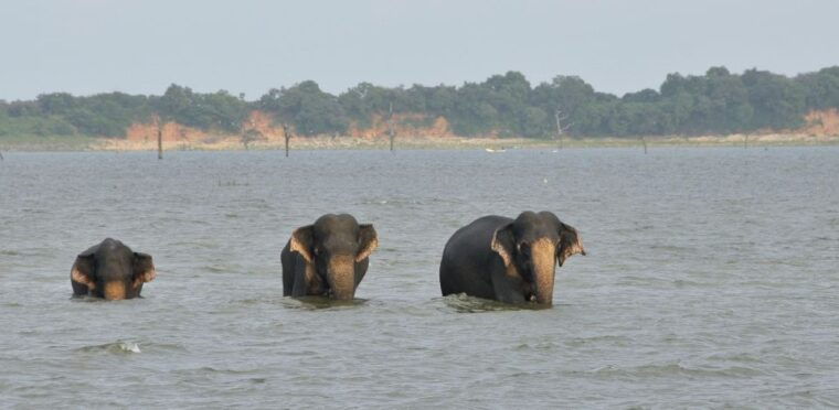 all-inclussive-udawalawa-national-park-safari-from-colombo