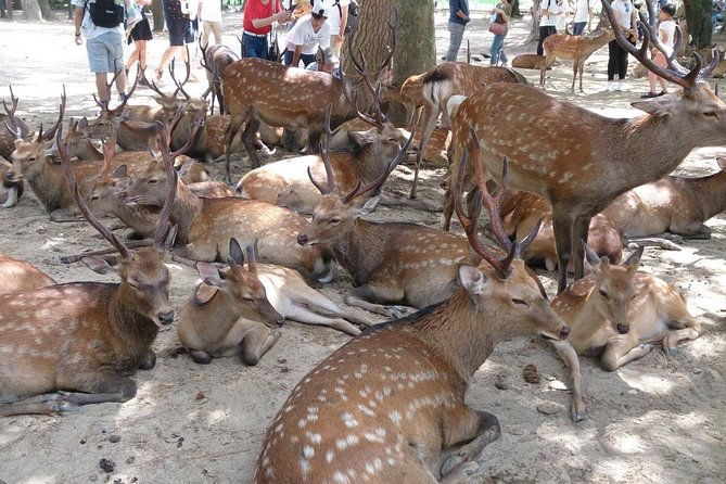 all-must-sees-in-3-hours-nara-park-classic-tour-from-jr-nara