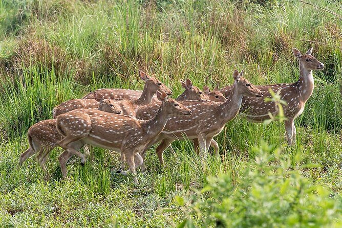All Nepal Tour - Day 6: Birthplace of Buddha in Lumbini