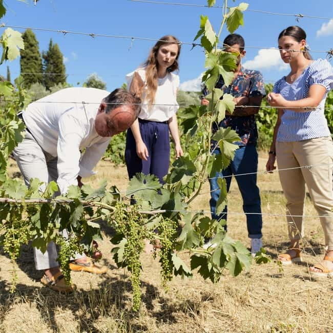 All Tuscany Wine Tour - Introduction: What to Expect from the All Tuscany Wine Tour