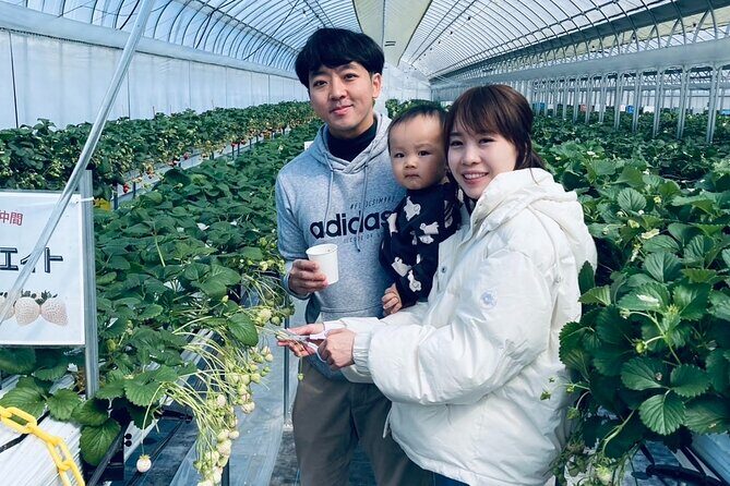 All You Can Eat Strawberry Picking in Izumisano Osaka - What to Expect: A Detailed Breakdown