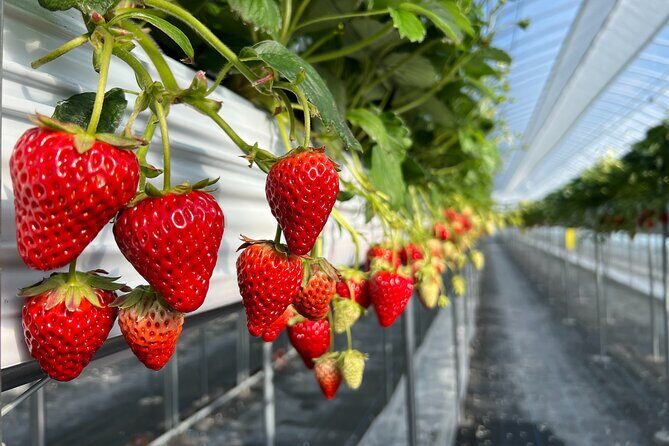 All You Can Eat Strawberry Picking in Izumisano Osaka - FAQs