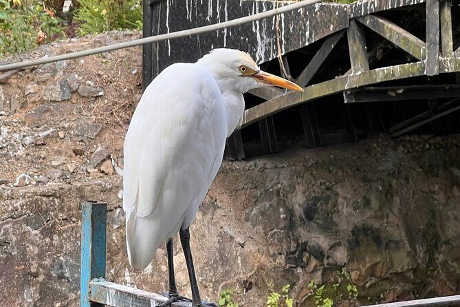 Alleppey Serene Canals Tour with Canoe Ride & Lunch from Kochi - Final Thoughts