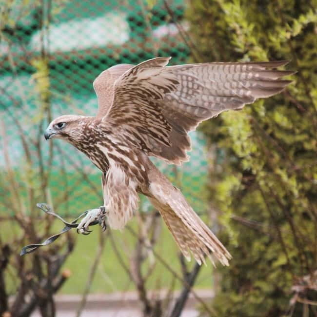 Almaty: Big Almaty Lake Hike and Falconry Show Tour - Practical Tips