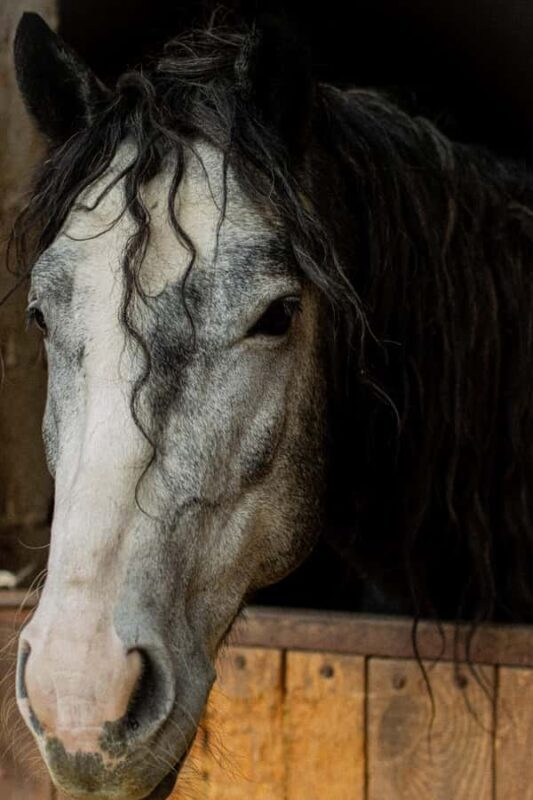 Almaty: Custom city tour, Shymbulak & Horseback-riding - Transportation & Comfort