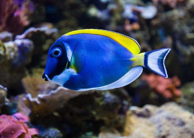 almeria-aquarium-costa-de-almeria-entry-ticket