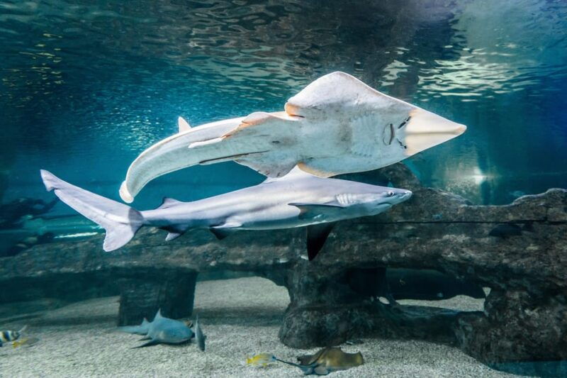 almeria-aquarium-costa-de-almeria-entry-ticket