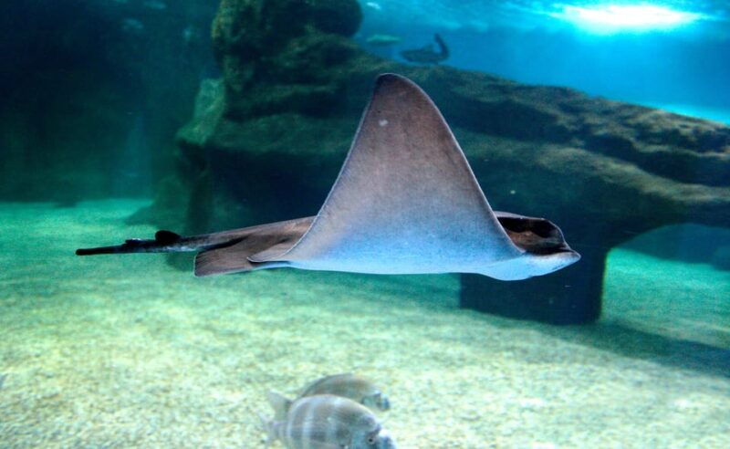 almeria-aquarium-costa-de-almeria-entry-ticket