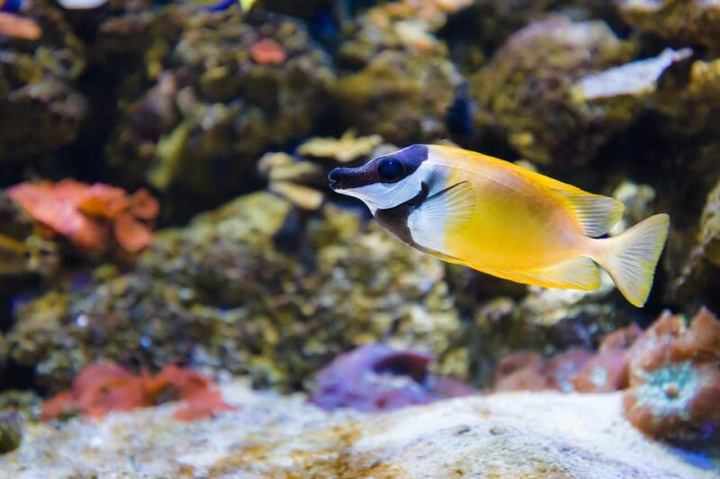 almeria-aquarium-costa-de-almeria-entry-ticket