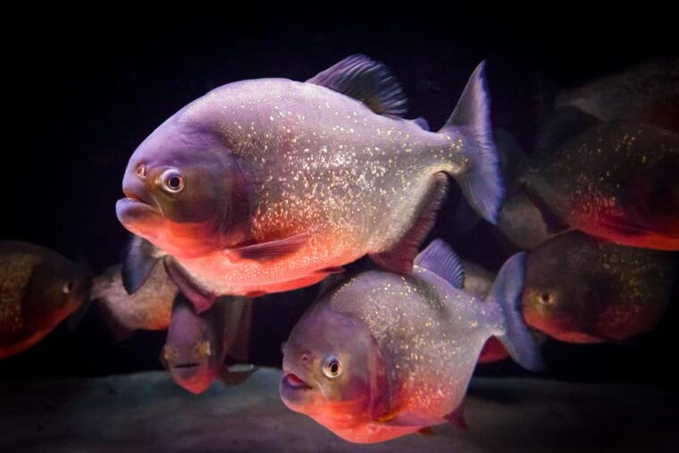 almeria-aquarium-costa-de-almeria-entry-ticket