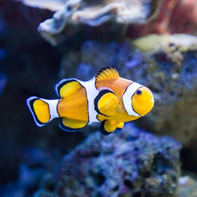almeria-aquarium-costa-de-almeria-entry-ticket