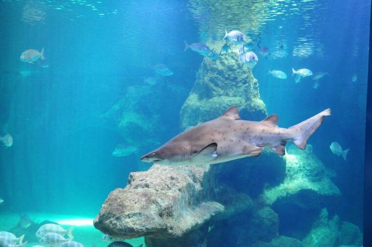 almeria-aquarium-costa-de-almeria-entry-ticket