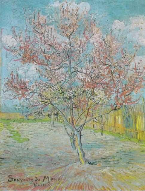 Almond Bloom Adventure: Nature's Art - Audio Driving Tour - What to Expect from the Almond Bloom Adventure