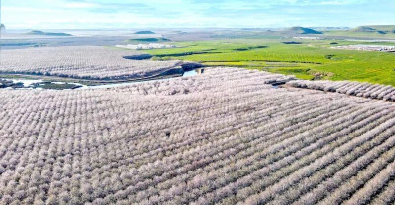 Almond Bloom Adventure: Nature's Art - Audio Driving Tour - The Experience from Real Travelers