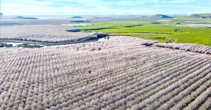 almond-bloom-adventure-natures-art-audio-driving-tour