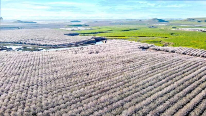 almond-bloom-adventure-natures-art-audio-driving-tour