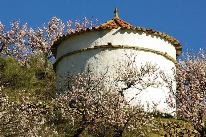 almond-trees-in-bloom