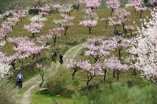 almond-trees-in-bloom