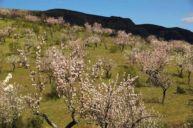 almond-trees-in-bloom