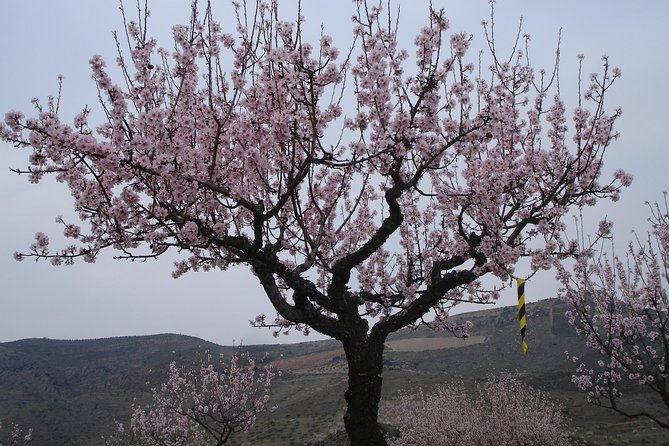 almond-trees-in-bloom