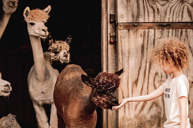 alpaca-and-llama-encounter-with-guided-walk