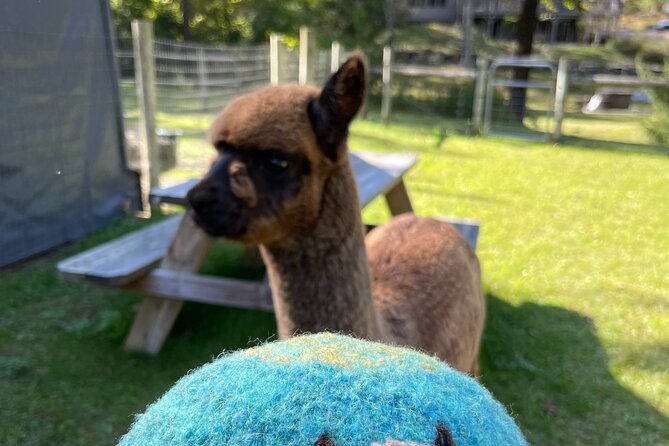 alpaca-and-llama-encounter-with-guided-walk