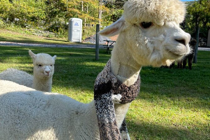 alpaca-and-llama-encounter-with-guided-walk