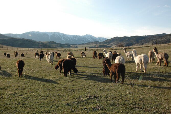 Alpaca and Llama Farm Tour - The Itinerary: What to Expect on the Farm