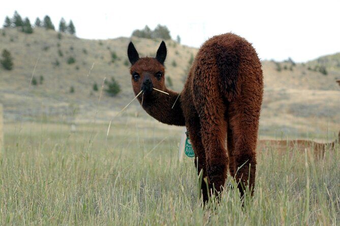 Alpaca and Llama Farm Tour - The Experience in Action: Why Travelers Keep Coming Back