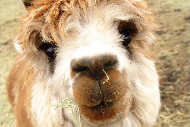 Alpaca and Llama Farm Tour - Who Is This Tour Best For?