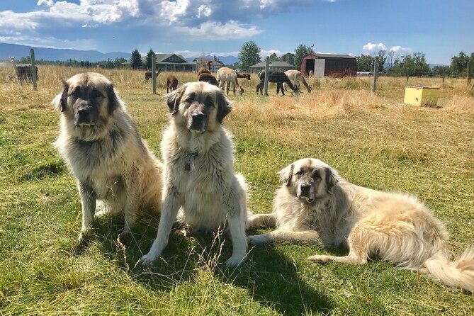 Alpaca and Llama Farm Tour - FAQ: Your Questions Answered