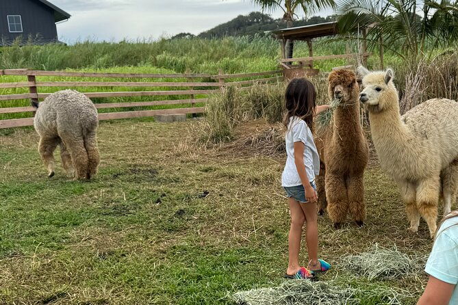 alpaca-farm-experience-on-the-road-to-hana