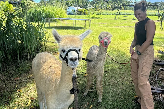 alpaca-farm-experience-on-the-road-to-hana