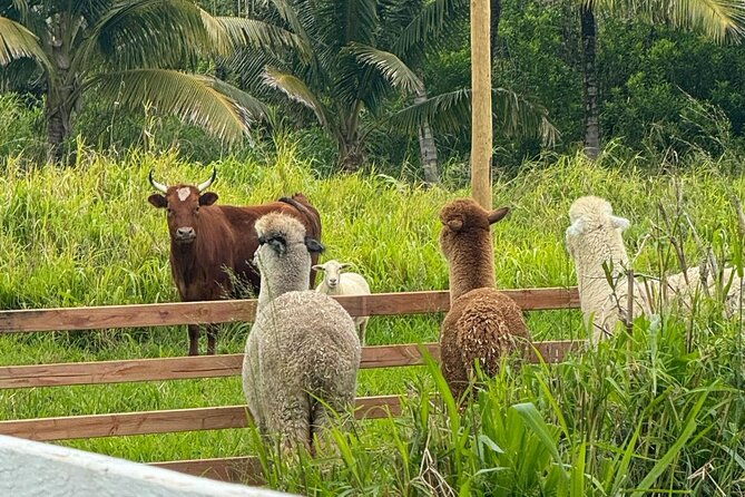 alpaca-farm-experience-on-the-road-to-hana