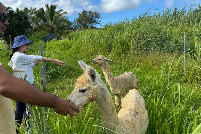 alpaca-farm-experience-on-the-road-to-hana