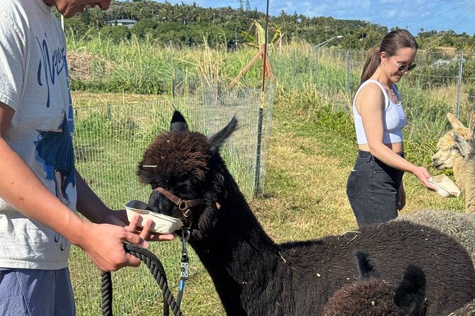 alpaca-farm-experience-on-the-road-to-hana