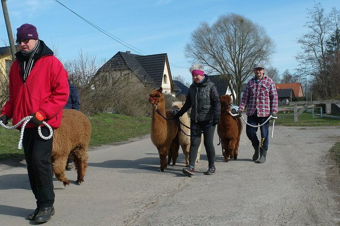 alpaca-hike-in-the-barnimer-feldmark